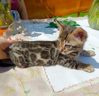 Předběžná Rezervace luxusní sněžná Bengálská koťáta s PP - 17