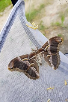 Chovné klece na motýly - síťovaná terária - různé velikosti - 17