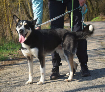 Báječný Ares kríženec ovčáka s huskym - 17