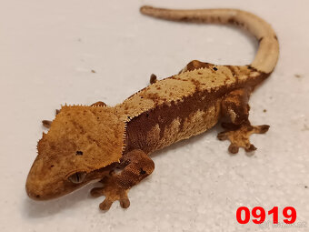 Pagekon řásnatý  Samci a Samice - 17