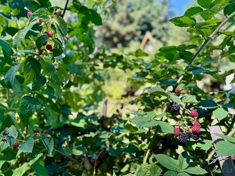 Prodej chaty 25 m², pozemek 521 m² - 17