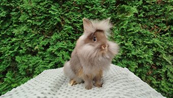 Zakrslýnkrálíček, králík -(lvíček)-NATANIEL - 17