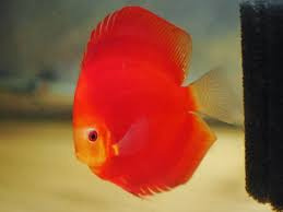 Prodej terčovců, L-sumců, skalár, rejnoků a jiných ryb - 17