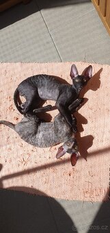 Maciatka cornish rex s PP - 17