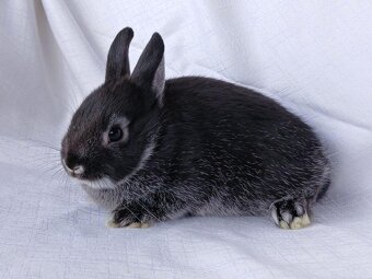 Zakrslí beránci a bílopesíkatí králíčci s rodokmenem - 17