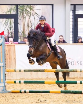 Huculská klisna, hucul, Tobiano, pony, malý kůň - 17