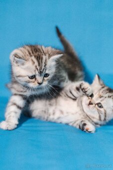 Scottish Fold a Scottish Straight - 17