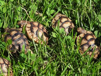 Malé suchozemské želvy - 17