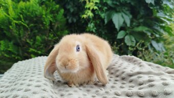 Zakrslý beránek, králíček, králík - RIKI - 17
