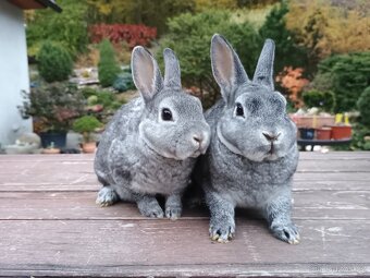 Zakrslý REX činčilový miminka k Vánocům - 17