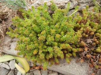 Odolné přebytky ze zahrady - 17