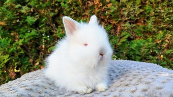 Zakrslý králík, králíček -(TEDDY)-HERBERT A HEIDY - 17
