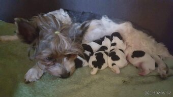 Biewer jorkšírský teriér krytí, připuštění - 17