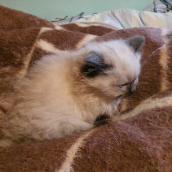 Kocurik ragdoll - 17