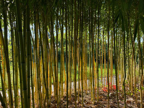 Bambusy -  sazenice + protikořenová folie - 17