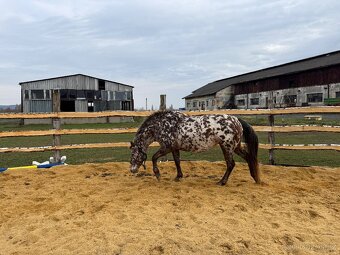 15 letá klisna - 17