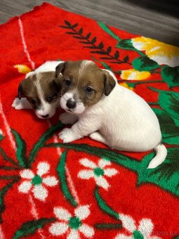 Jack Russell teriér s PP - 17