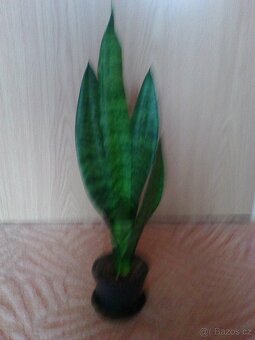 Pokojové květiny - 17