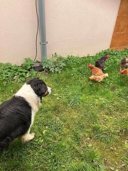 Australský ovčák -štěňátka s PP - 17