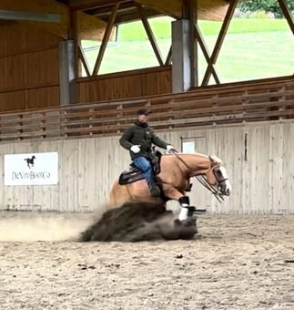 Roční American Quarter Horse black klisna, vnučka Gunnera - 17