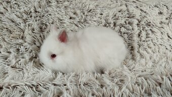 Zakrslý králík, králíček -(TEDDY)-HERBERT A HEIDY - 17