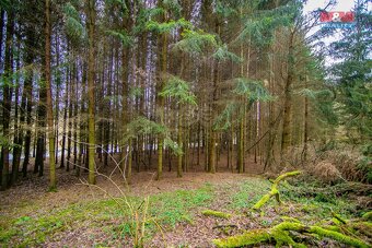 Prodej, les, 3632 m2, Zruč-Senec - 17