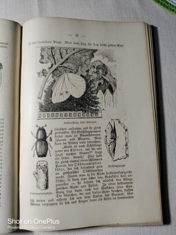 Zahrada mládeže z roku 1902-Marie Teuscher - psáno Šwabachem - 17