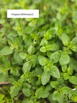 Přebytky ze zahrady - 17