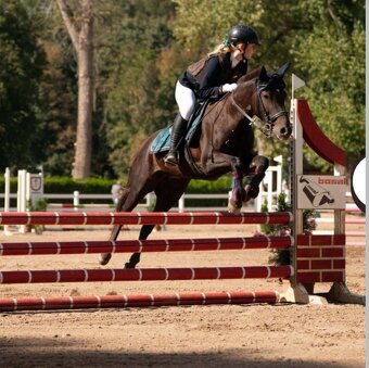 Klisna do sportu a chovu - 17