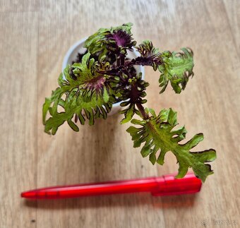 AFRICKÉ OKRASNÉ KOPŘIVY COLEUS - rostlinky - 17