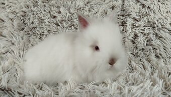 Zakrslý králíček, králík-(TEDDY)-HERBERT A HEIDY - 17