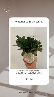 ⭐️ VÝPRODEJ 26 POKOJOVEK (Monstery, Dracény, Fíkusy, ......) - 17