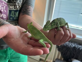Chameleon jemenský - 17