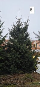 Jehličnaté stromy 390 - 760cm - 17