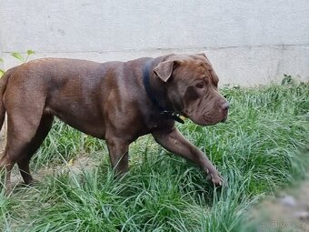 ARES K ADOPCI - zlomená něžná dušička - 17