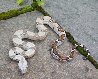 Boa imperator - Normal a Hypo 66% het Sterling VPI - 17