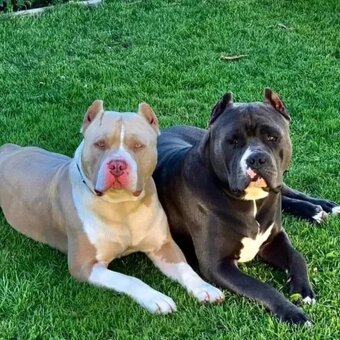 American Bully XL originální původní krev rodokmen ABKC USA - 17