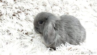 Zakrslý beránek, králíček, králík - KVIDO - 17