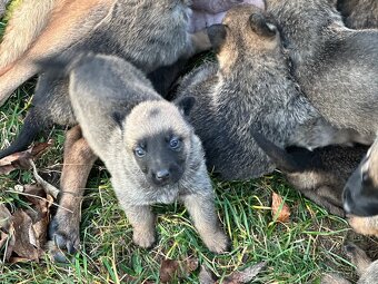 Belgický ovčák Malinois X německy ovčák - 17