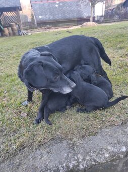 Prodej  štěňat - 17