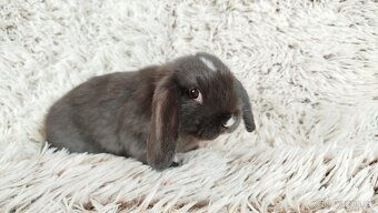 Zakrslý beránek, králíček, králík - DAN - 17