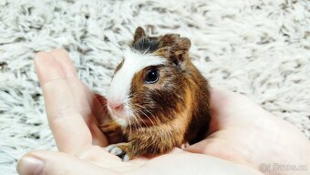 Morče, Morčata, Morčátko, Morčátka - JACOB A JAMES - 17