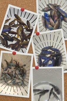 TLAMOVCI    TANGANIKA      MALAWI - 17