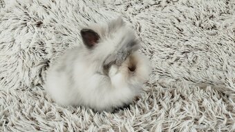 Zakrslý králík, králíček (TEDDY) - MORTY - 17