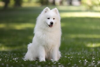 Samojed s PP - psík - 17