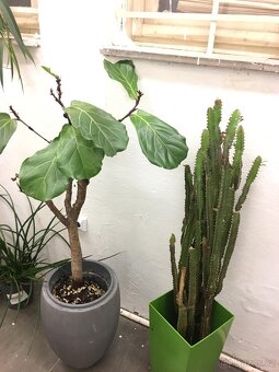 POKOJOVE KVETINY - 17