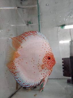 Discus - Terčovec - 17