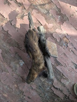 Vycpaniny trofeje - 17