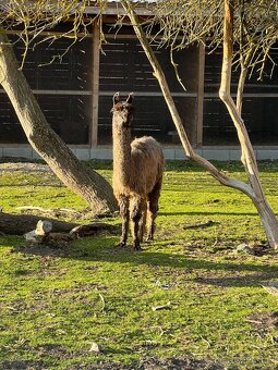 Lama krotká chovný samec a roční samec - 17
