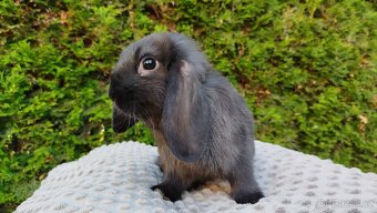 Zakrslý beránek, králíček, králík - PEGAS - 17